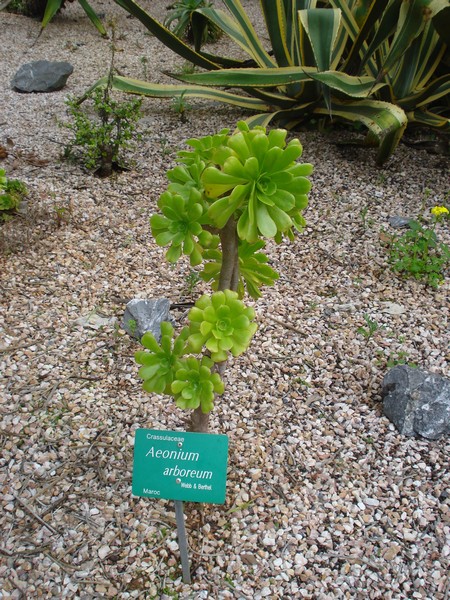 Morocco, Rabat, Jardins d'Essais, Botanical Gardens, Cacti and Succulents