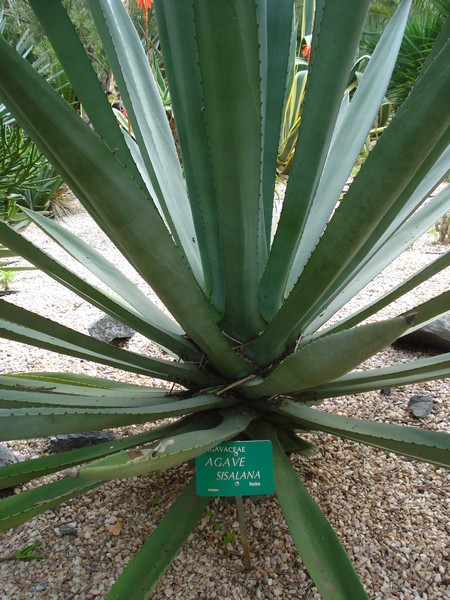 Morocco, Rabat, Jardins d'Essais, Botanical Gardens, Cacti and Succulents
