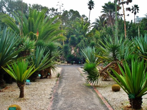 Morocco, Rabat, Jardins d'Essais, Botanical Gardens, Cacti and Succulents