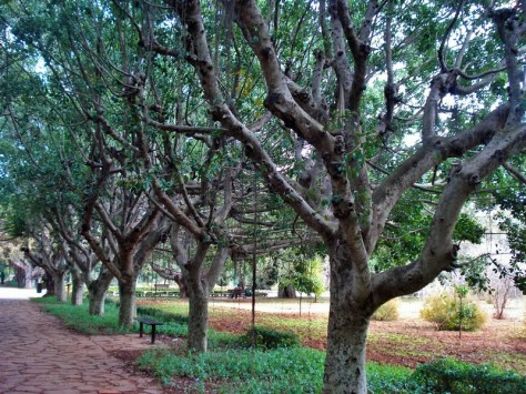 Morocco, Rabat, Jardins d'Essais, Botanical Gardens